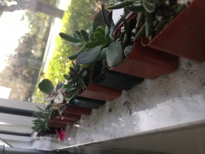 Succulents ready for their new 3D Printed home